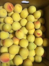 射水 南高梅ありますか？