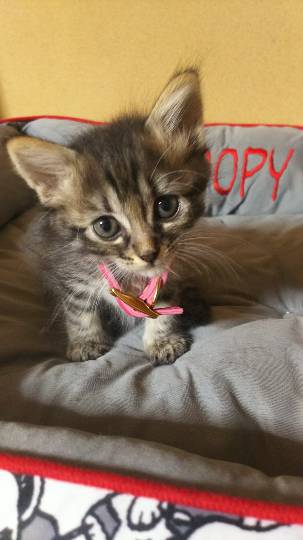 生き物ルーム第8段(^o^)