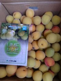 南高梅あります