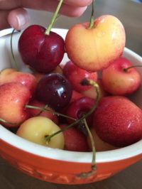 レイニアチェリー同じチェリー？？