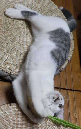 生き物ルーム第9ヽ(^○^)ノ