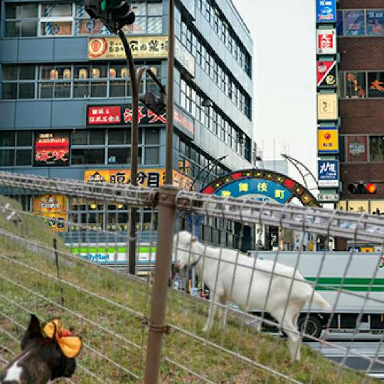 おめでとう～vol.10！愛調(オチョ)南関東連合、まだまだ走るわよ！