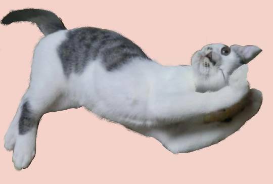 生き物ルーム第9ヽ(^○^)ノ