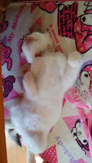 生き物ルーム第9ヽ(^○^)ノ