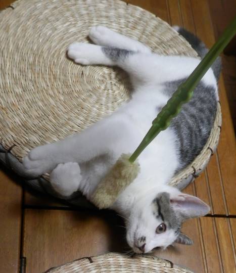 生き物ルーム第9ヽ(^○^)ノ