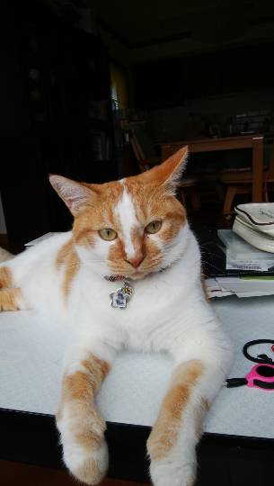 生き物ルーム第9ヽ(^○^)ノ