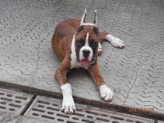 おめでとう～vol.10！愛調(オチョ)南関東連合、まだまだ走るわよ！