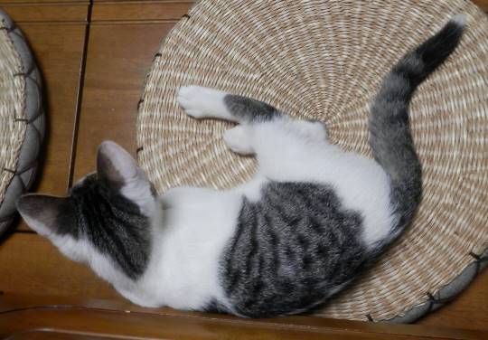 生き物ルーム第9ヽ(^○^)ノ