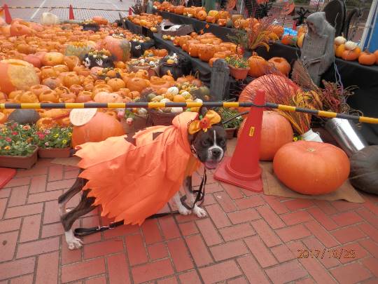 おめでとう～vol.10！愛調(オチョ)南関東連合、まだまだ走るわよ！