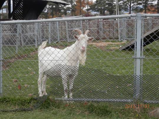 おめでとう～vol.10！愛調(オチョ)南関東連合、まだまだ走るわよ！