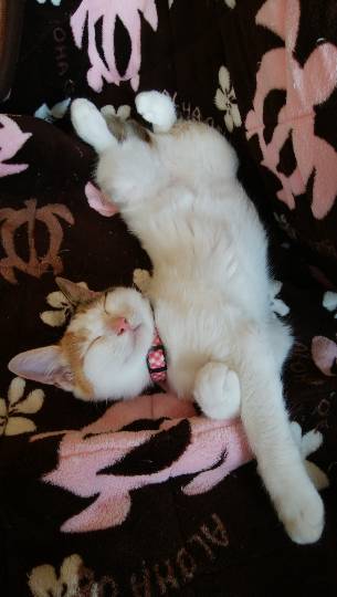 生き物ルーム第9ヽ(^○^)ノ