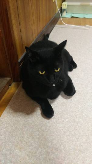 生き物ルーム第9ヽ(^○^)ノ