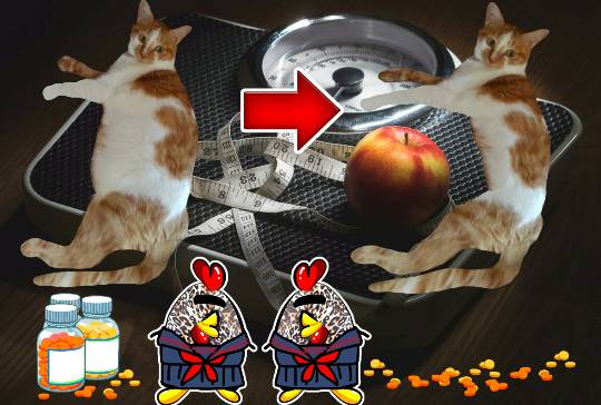 生き物ルーム第9ヽ(^○^)ノ