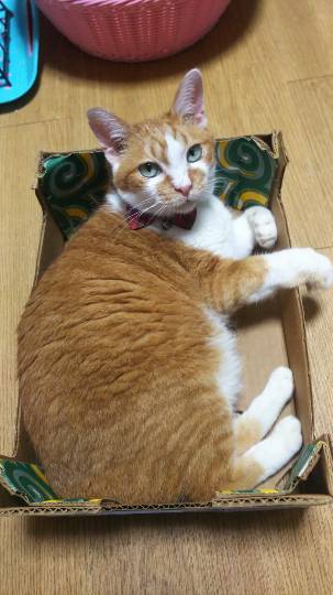 生き物ルーム第9ヽ(^○^)ノ