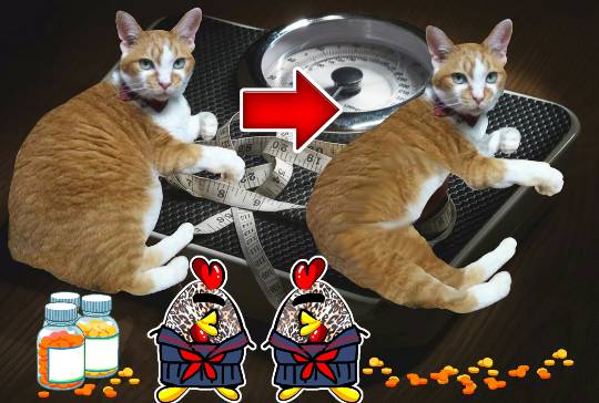 生き物ルーム第9ヽ(^○^)ノ