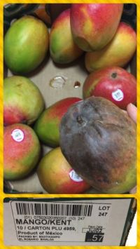 2018年 猛暑のマンゴー(尼崎)