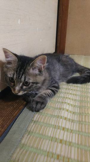 生き物ルーム第9ヽ(^○^)ノ