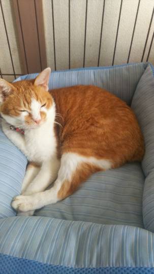 生き物ルーム第9ヽ(^○^)ノ