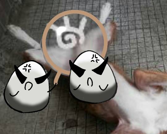 生き物ルーム第9ヽ(^○^)ノ