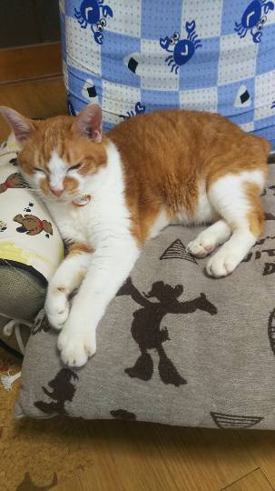 生き物ルーム第9ヽ(^○^)ノ