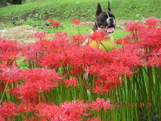 vol.11　愛調(ｵﾁｮ)南関東(ミナカン)連合　猛暑も台風もぶっ飛ばーす！押忍！