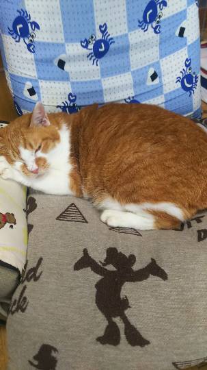 生き物ルーム第9ヽ(^○^)ノ