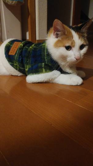 生き物ルーム第10(=^ェ^=)