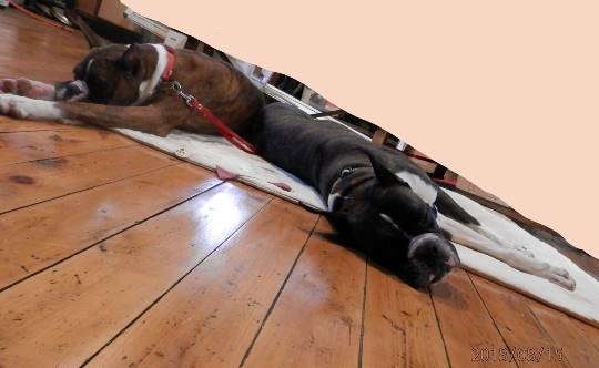 生き物ルーム第10(=^ェ^=)