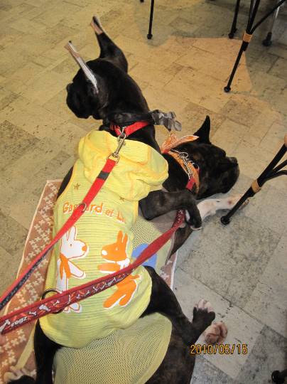 vol.11 愛調(オチョ)南関東(ミナカン)連合 猛暑も台風もぶっ飛ばーす!押忍!