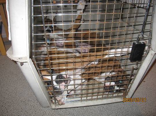 生き物ルーム第10(=^ェ^=)