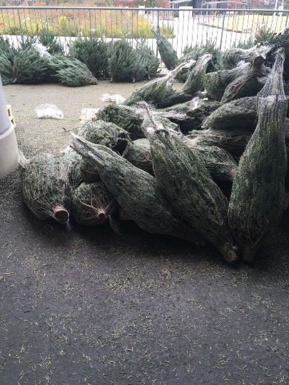 IKEA長久手本日から生のモミの木販売