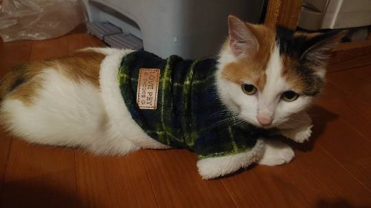 生き物ルーム第10(=^ェ^=)