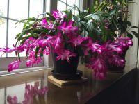 デンマークカクタス