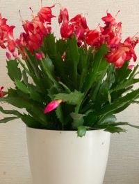 デンマークカクタス