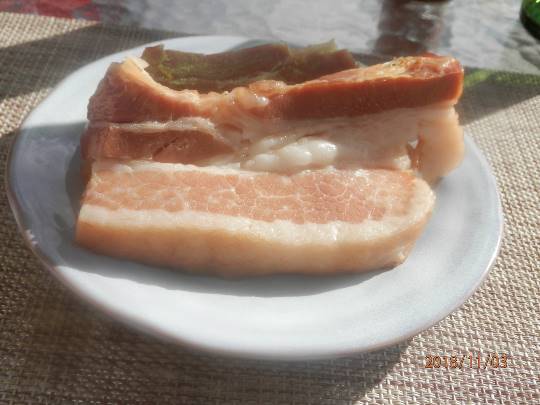 生き物ルーム第10(=^ェ^=)