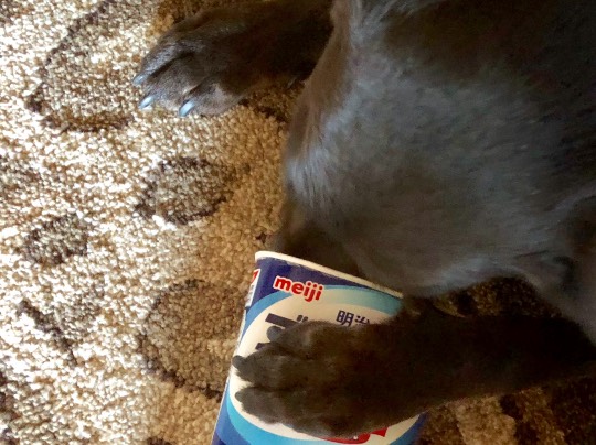 vol.12　愛調(ｵﾁｮ)南関東(ミナカン)連合　Merry Christmasか？！