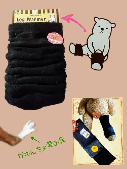 生き物ルーム第10(=^ェ^=)