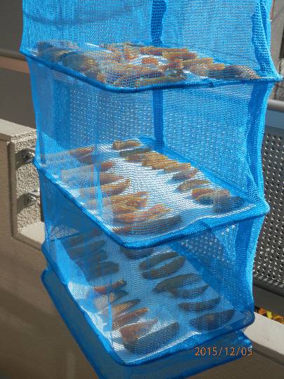 vol.12 愛調(オチョ)南関東(ミナカン)連合 Merry Christmasか?!