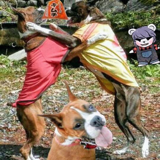 vol.13　愛調(ｵﾁｮ)南関東(ミナカン)連合  祝トピ　