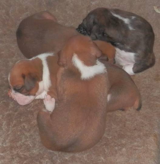 vol.13　愛調(ｵﾁｮ)南関東(ミナカン)連合  祝トピ　