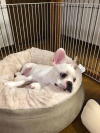 大きなペットベッドありますか？