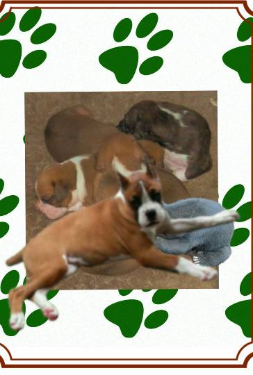 vol.13　愛調(ｵﾁｮ)南関東(ミナカン)連合  祝トピ　