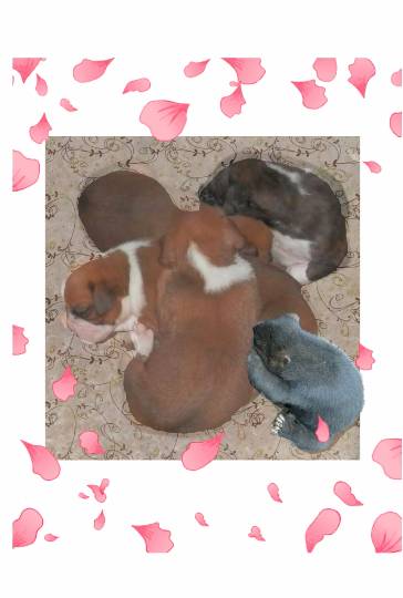 vol.13　愛調(ｵﾁｮ)南関東(ミナカン)連合  祝トピ　