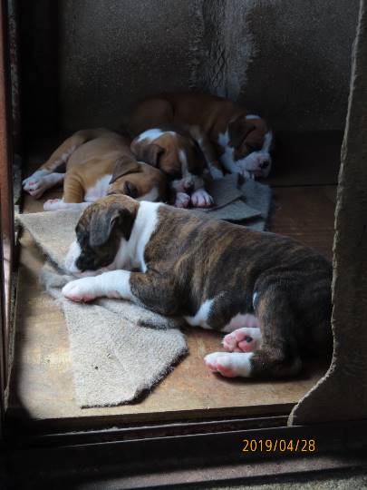 生き物ルーム第11(=^ェ^=)