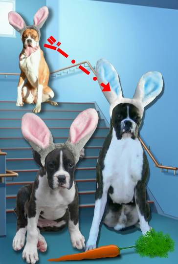 生き物ルーム第11(=^ェ^=)