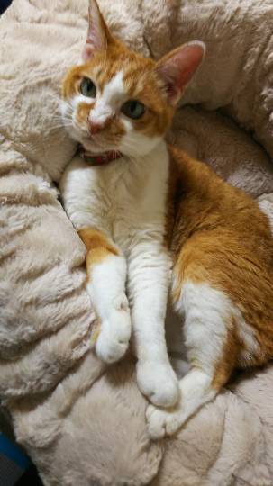 生き物ルーム第11(=^ェ^=)