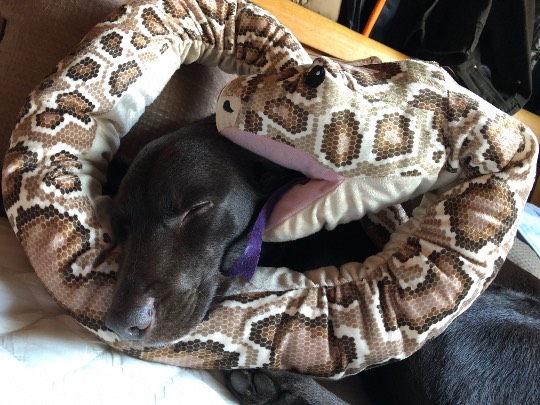 生き物ルーム第11(=^ェ^=)