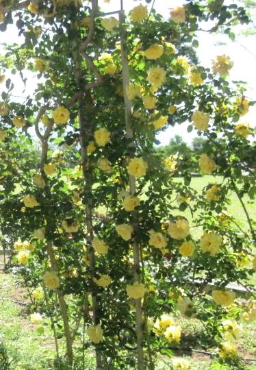 EGG'S CAFE 平成最後?の品位(アッタッケ?)