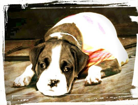 生き物ルーム第11(=^ェ^=)