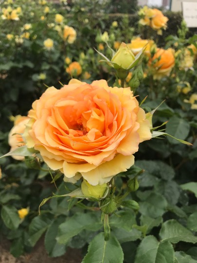 EGG'S CAFE 平成最後?の品位(アッタッケ?)